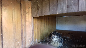 predám prepelice - 2