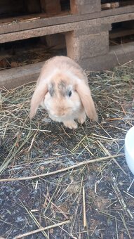 Zakrsle zajaciky baranceky - 2