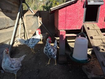 Vlaška exchequer - kohúty - 2