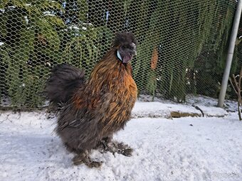 Predám kohúta hodvábnicky - 2