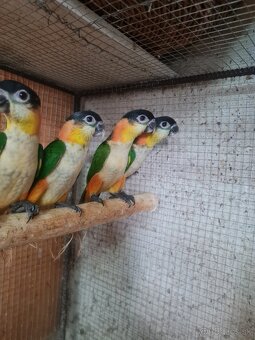 Predaj amazonik čiernotemeny - 2