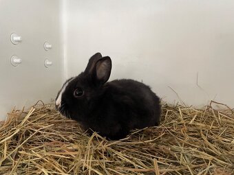 Izbove zajačiky - 2