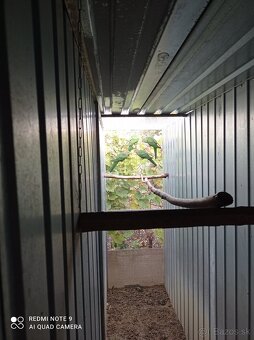 Papagáj královský - 2