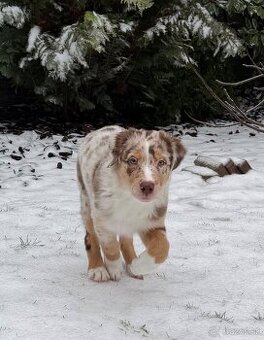 Australsky ovciak s PP - 2