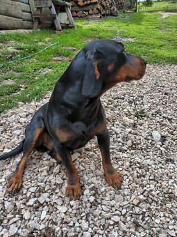 Slovenský kopov - 2