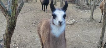 LAMA KROTKÁ - 2