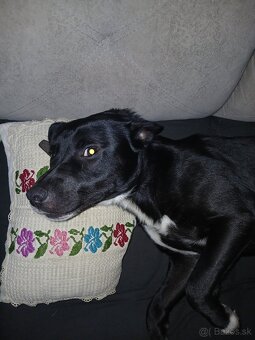 Staffy - 2