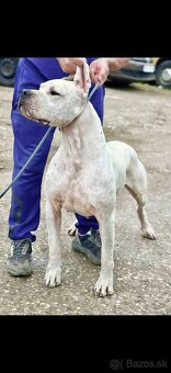 Argentinská doga ( Dogo Argentino ) - 2