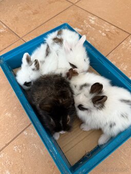 Predám teddy zajačiky/zajace/králiky - 2