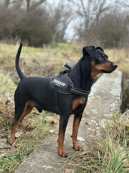 German Pinscher - 2