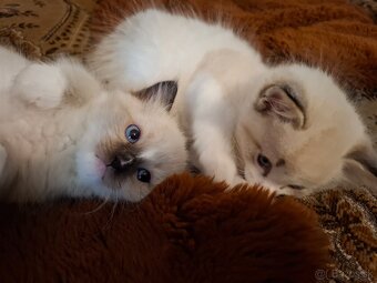 Ragdoll kocurik seal mitted with blaze - 2