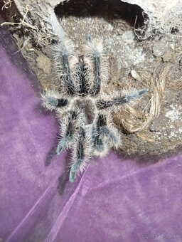 Tliltocatl albopilosus nicaragua, pavúk, tarantula - 2