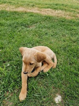 Zlaty retriever - 2