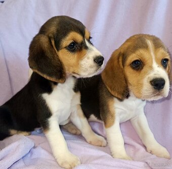 Beagle, bigel, bigl bez PP - 2