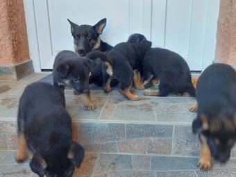 Nemecký ovčiak šteniatka. - 2