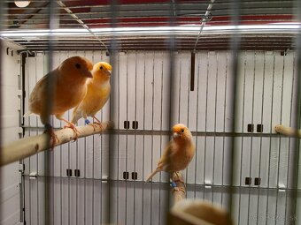 Predám kanarikov - 2