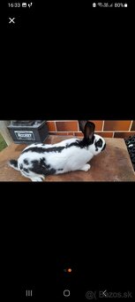 Predám samca NOS - 2