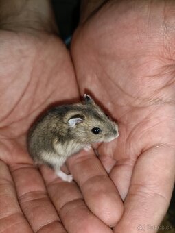 Džungársky škrečok - 2