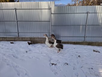 Predám husy Cholmogor - 2