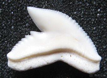 Zub - žralok tygří - 2