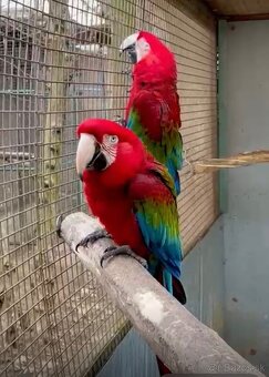 Ara zelenokrídla - 2