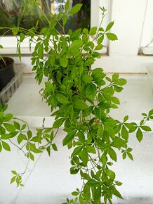 liečivá rastlina - jiaogulan - päťlisty ženšen - 2