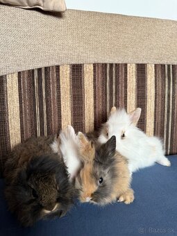 Predám teddy zajace/zajačiky/králiky - 2