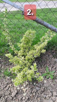 BRŠLEN (Euonymus)-rôzne druhy (E. Japonica...). - 2