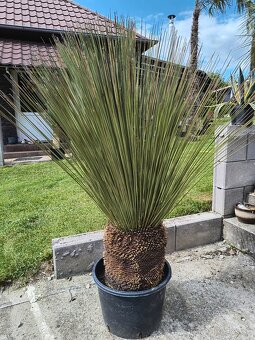 Yucca a dasylirion - 2