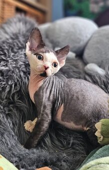 Devon rex kocourek s průkazem původu - 2