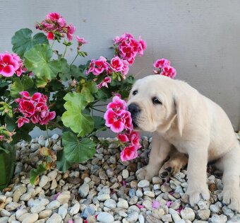 Labrador retriever - šteniatko s PP - 2