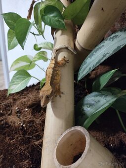 Predám kompletne zariadené terárium s c.cilliatus - 2