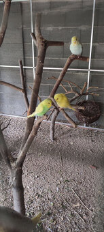 Andulky - 2