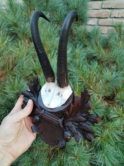 Trofej kamzika na podložke - 2