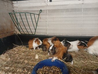 Morské prasiatka - 2