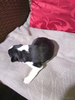 Borderská kolia - 2