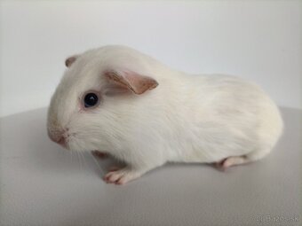 Morské prasiatka - 2