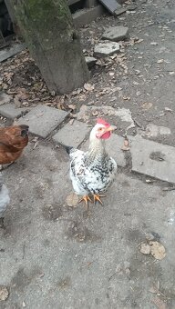 Predám kohuta - 2