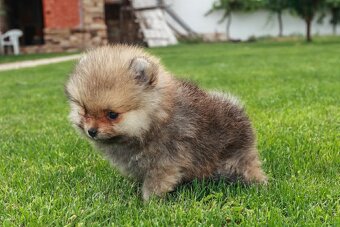 Pomeranian - 2