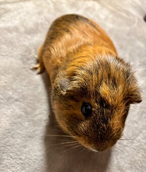 Morské prasiatko - 2