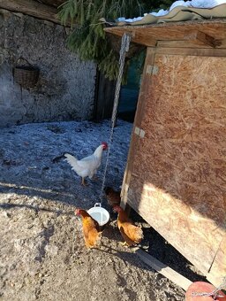 Predám kohútov - 2