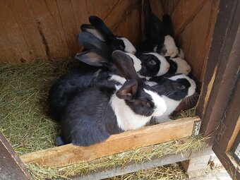 Šarišský Obrovitý - 2