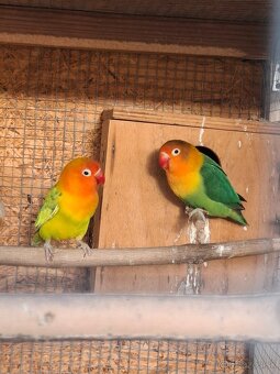 Agapornis fischer - 2