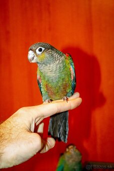 Pyrura perlata - ručný dokrm - 2