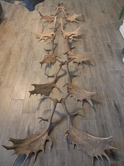 Zhody, parohy, trofeje, parozie - 2