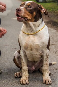 Anerican bully XL - 2