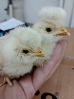 Chocholata Poľska v Ťavej farbe.kuriatka. okrasná hydina - 2