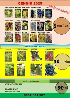 Vinič, viničné štepy - 2