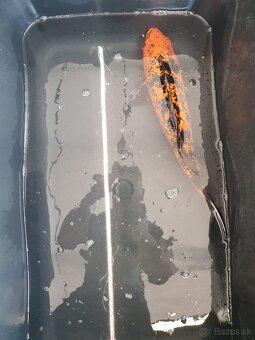 predam Koi kapre - 2