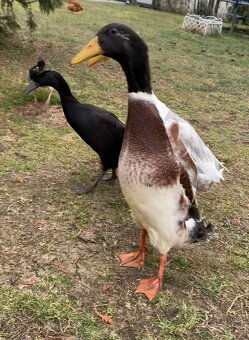 Indicky bezec - 2